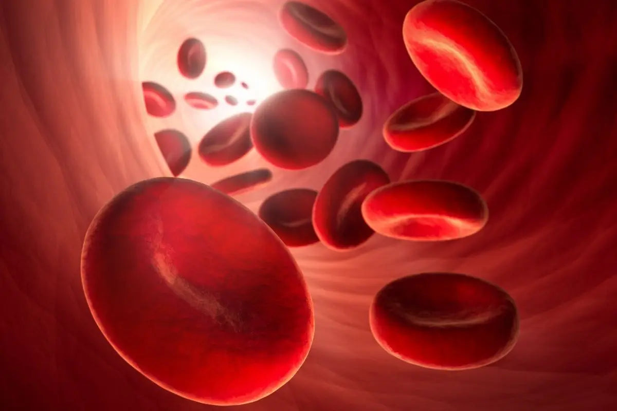 Anemia: sintomi cause e rimedi