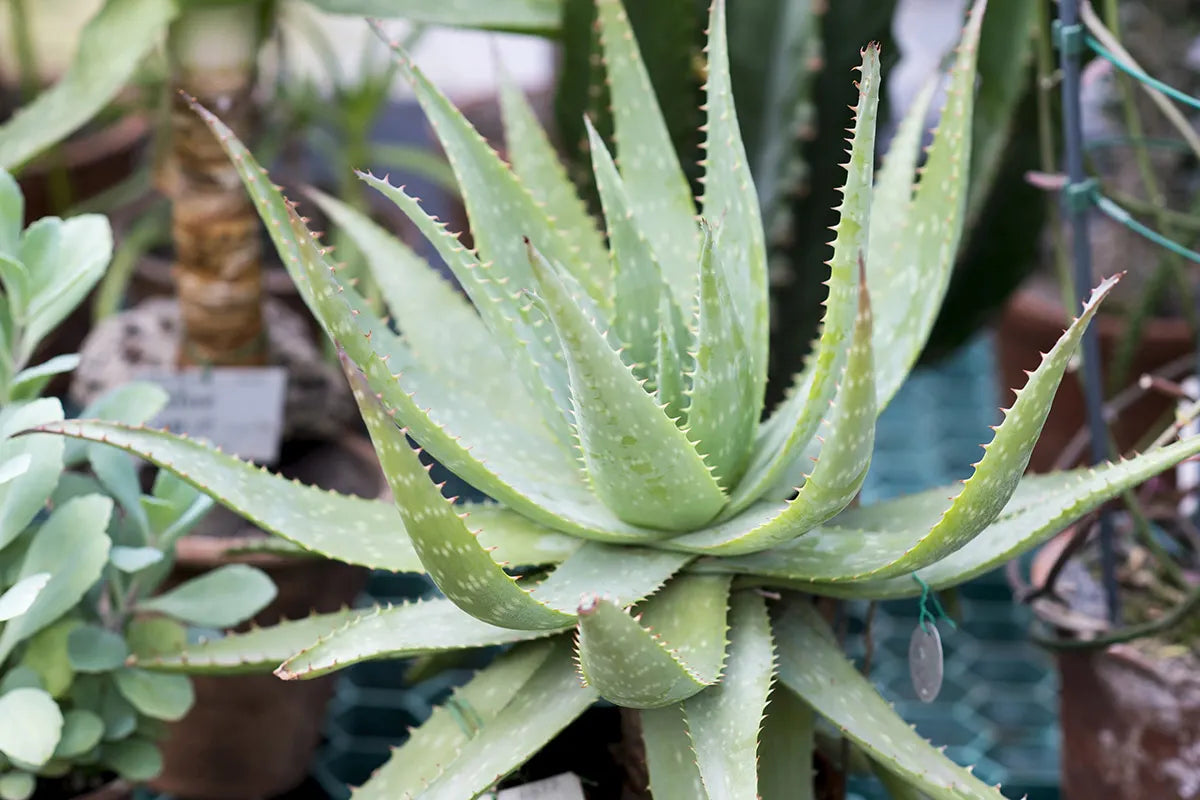 Tutti i benefici dell’aloe vera, autentico elisir di salute