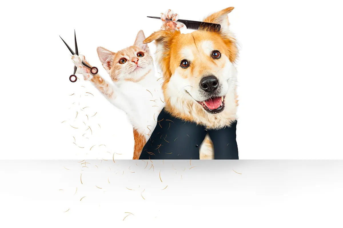 Come scegliere la spazzola giusta per il tuo animale?