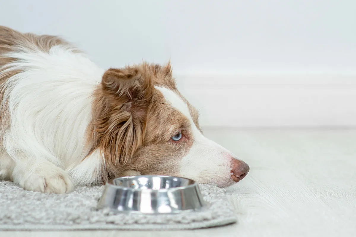 Il cane vomita: perché e cosa fare?