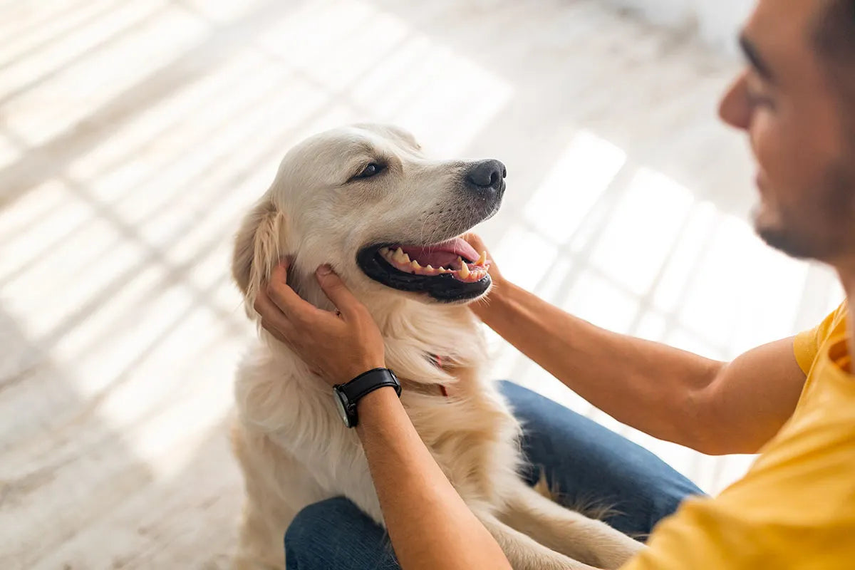 Come prendersi cura del cane?