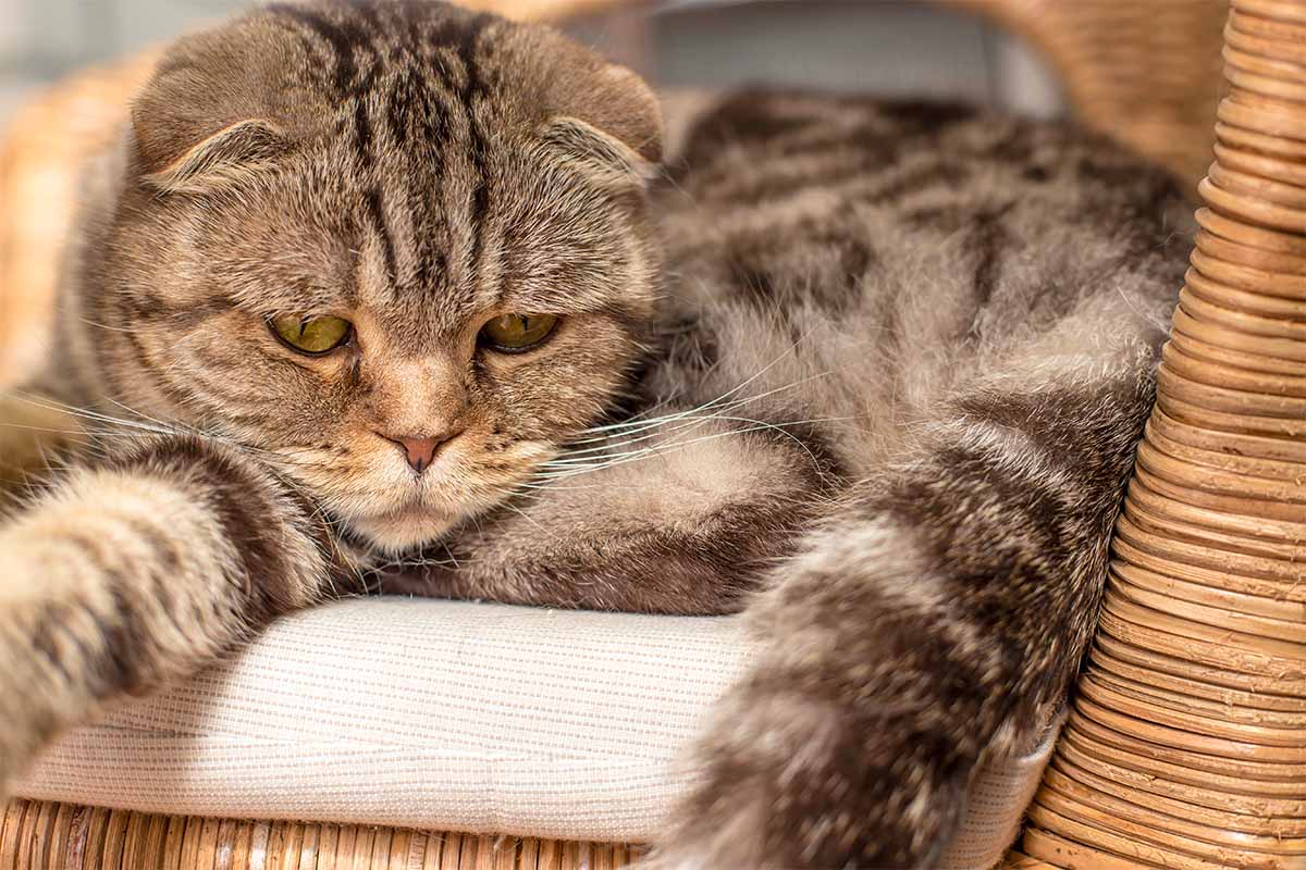 Il gatto vomita: perché e cosa fare