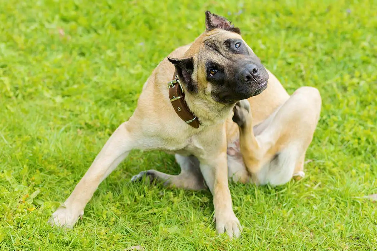 Pulci del cane: come riconoscerle ed eliminarle