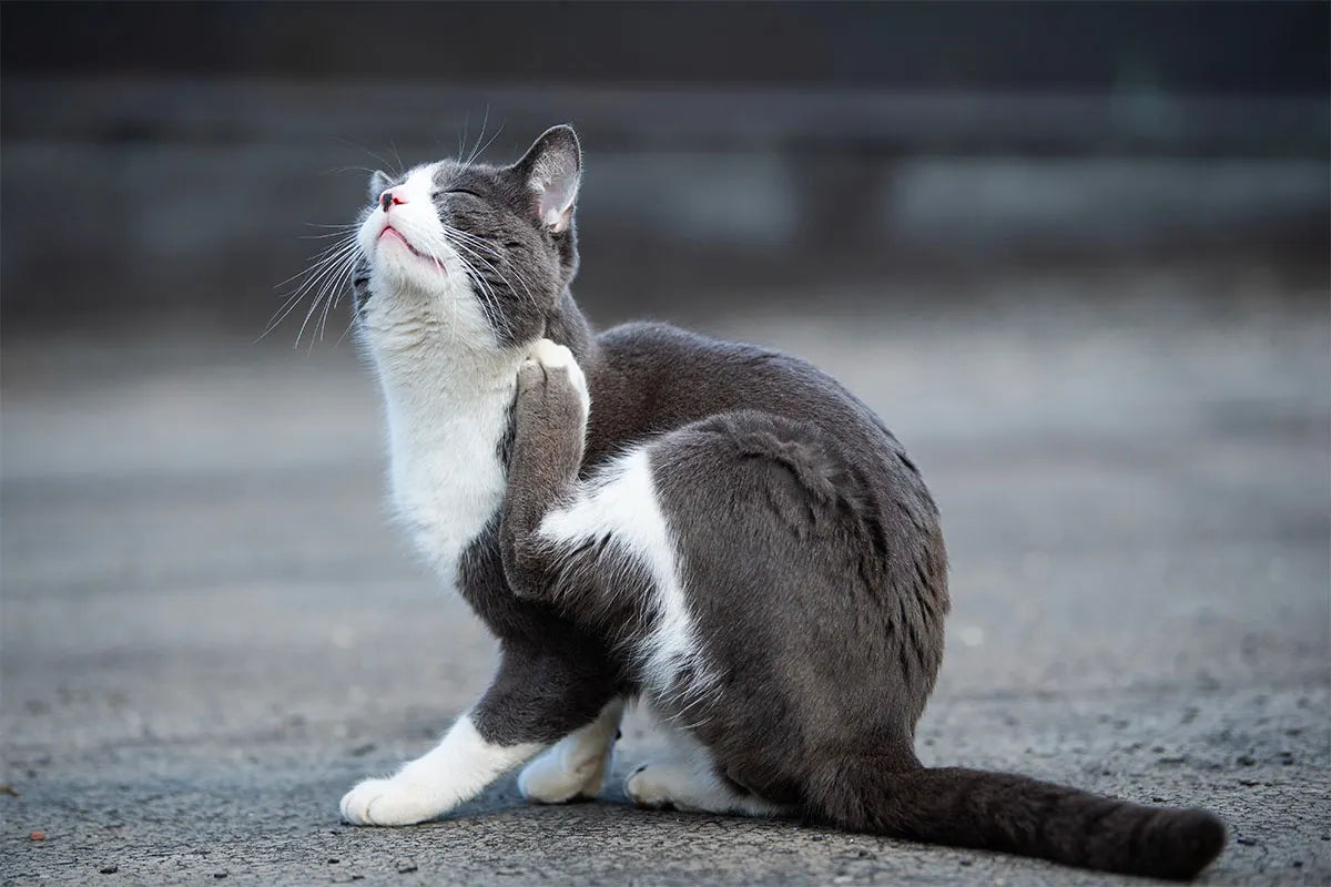 Pulci del gatto: come riconoscerle ed eliminarle