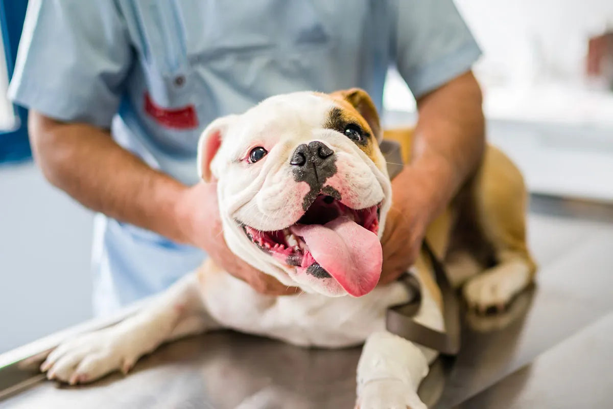 Vermi nei cani: come riconoscerli ed eliminarli