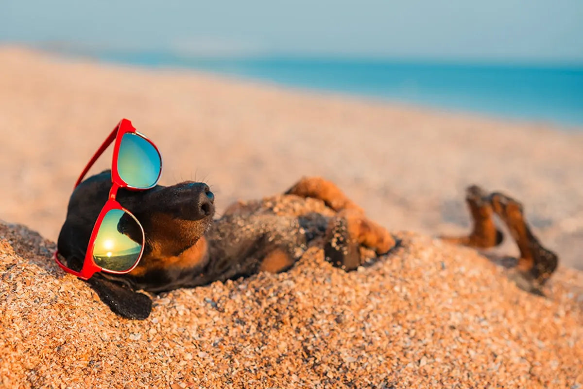 Colpo di calore nel cane e nel gatto: come proteggere i nostri animali?