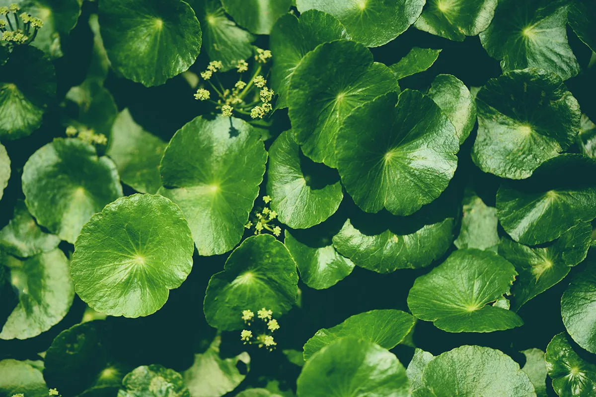 Elasticizzante, antiossidante e nemica della cellulite: tutte le proprietà della centella asiatica