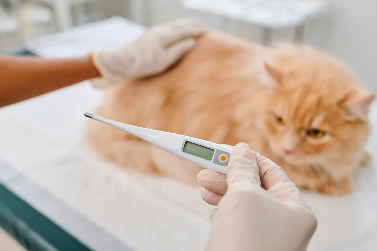 Gatto con febbre: sintomi e cure