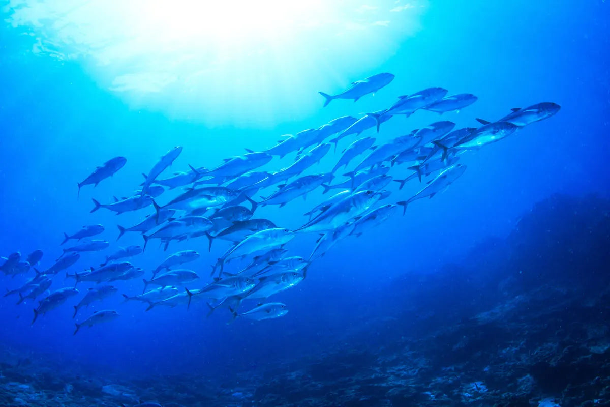 Omega 3, perle di benessere