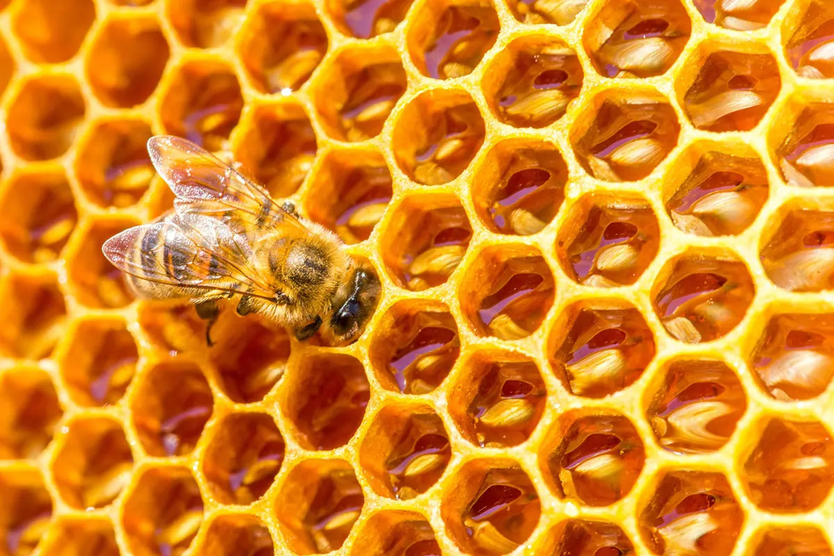 Polline, propoli e pappa reale: sai perchè ti fanno bene?