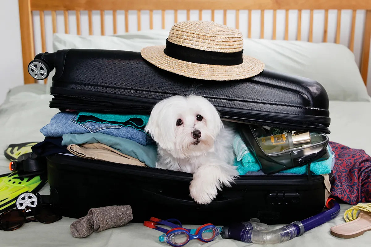 Compagni di vita, compagni di viaggio