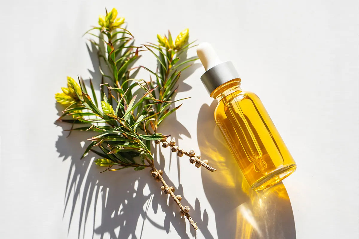 Tea Tree: proprietà, usi e benefici
