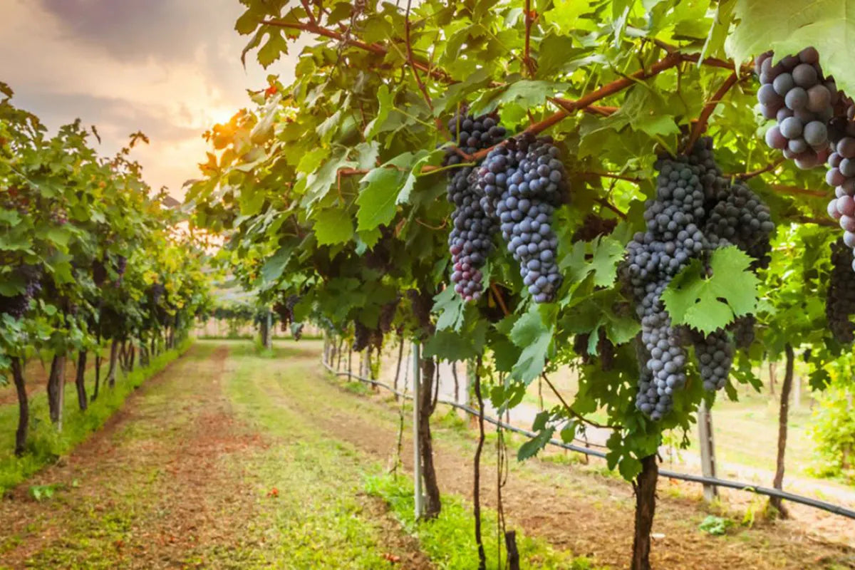 Le proprietà della vite, il segreto di bellezza arriva dalle vigne
