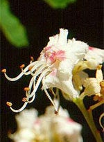 MSA AESCULUS HIPPOCA 50ML-1