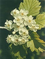 MSA CRATAEGUS OXYACA 50ML-1