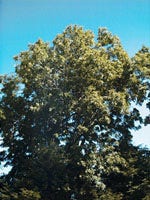 MSA FRAXINUS EXCELS 50ML-1