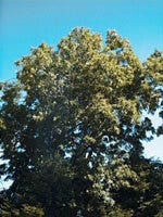 MSA FRAXINUS EXCELS 50ML-1