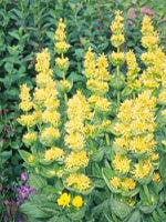 TSA GENTIANA LUTEA 50ML-1