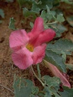 TSA HARPAGOPHYTUM 50ML-1