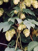 TSA HUMULUS LUPULUS 50ML-1