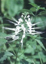 TSA ORTHOSIPHON STAMINEUS 50ML-1