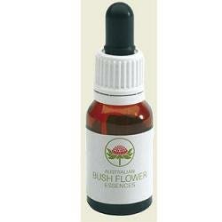 Green Spider Orchid Australiana 15ml-1