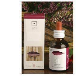 BETULA VERRUCOSA 50ML SEME STV-1