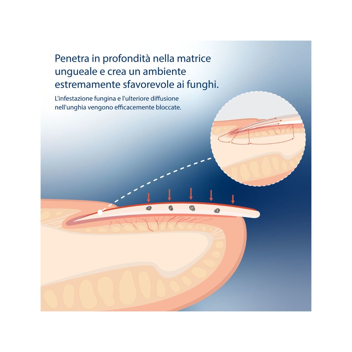 Evolsin Liquido Antimicotico per Unghie 10ml-11