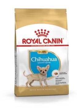 BHN CHIHUAHUA PUPPY 1,5KG-1