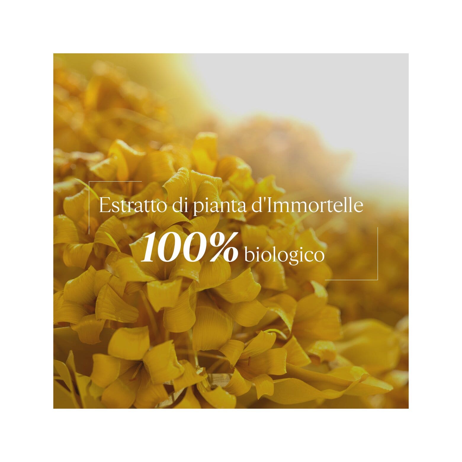 L'Occitane Creme Immortelle Divine Viso 50ml-6