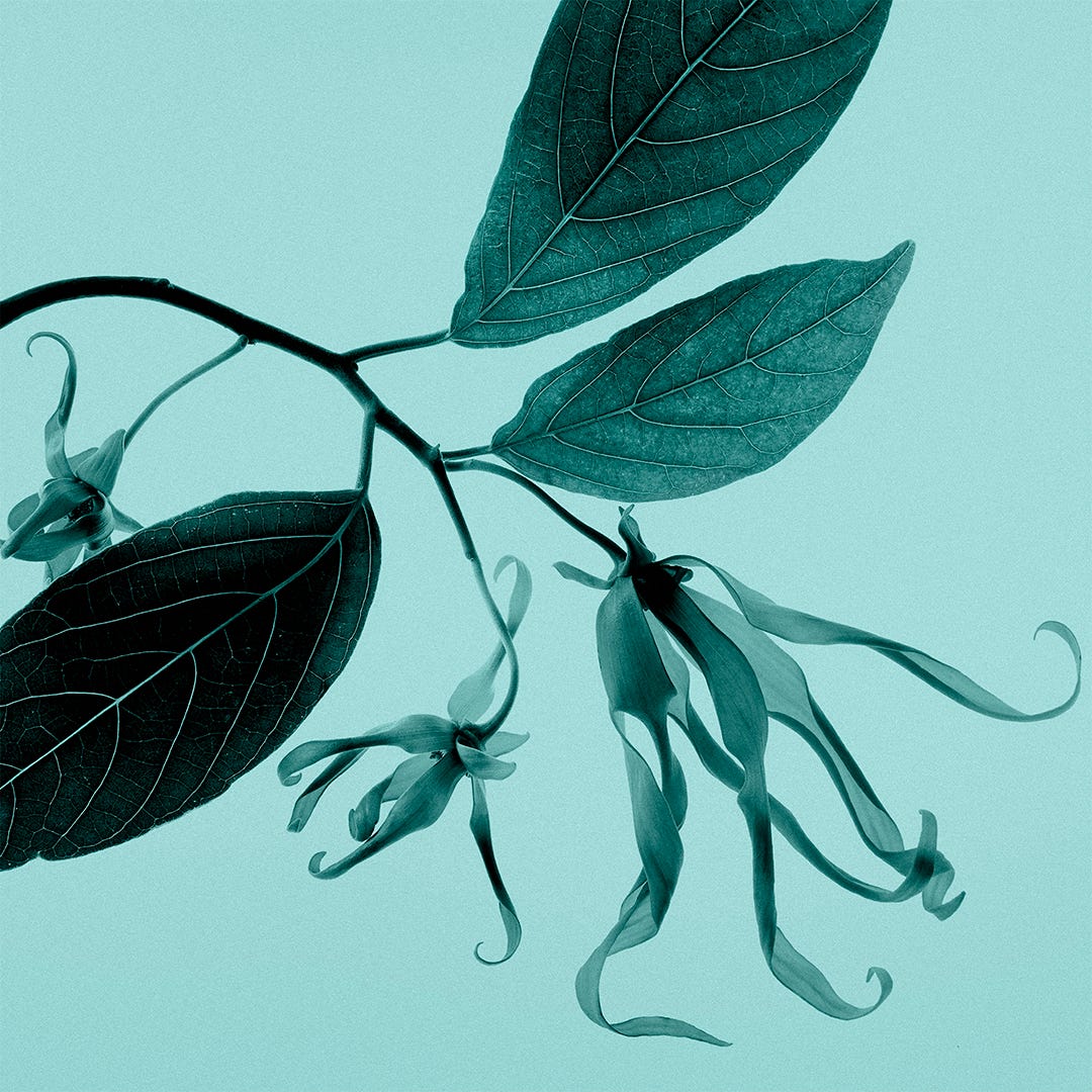 Tiffany & Co. Tiffany Sheer Eau De Toilette