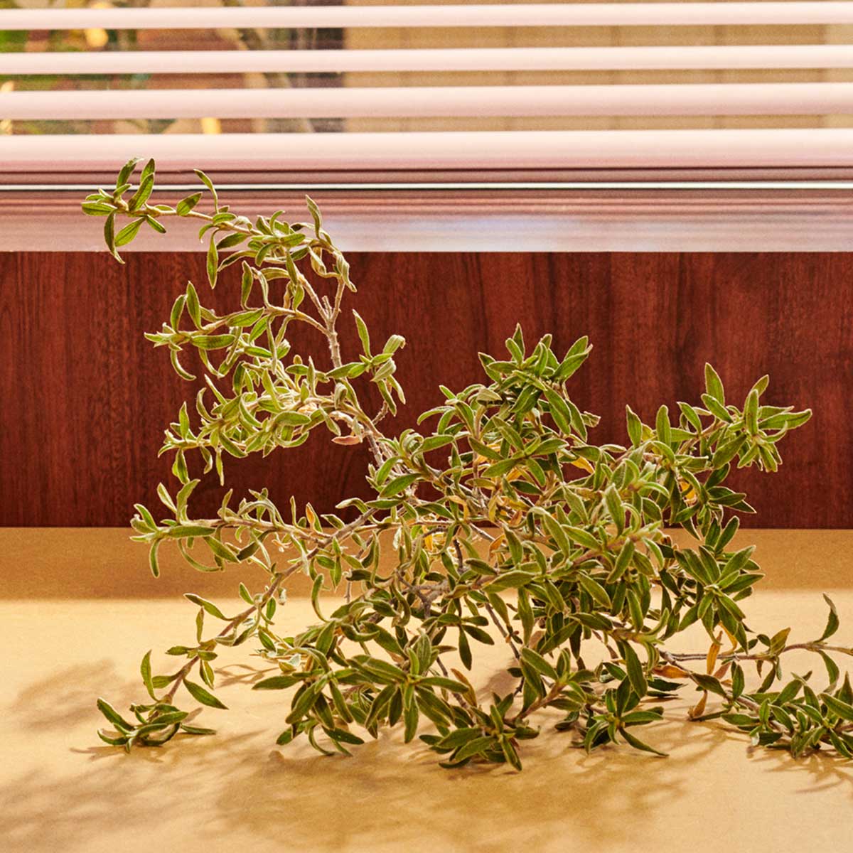 Guilty Parfum Pour Homme