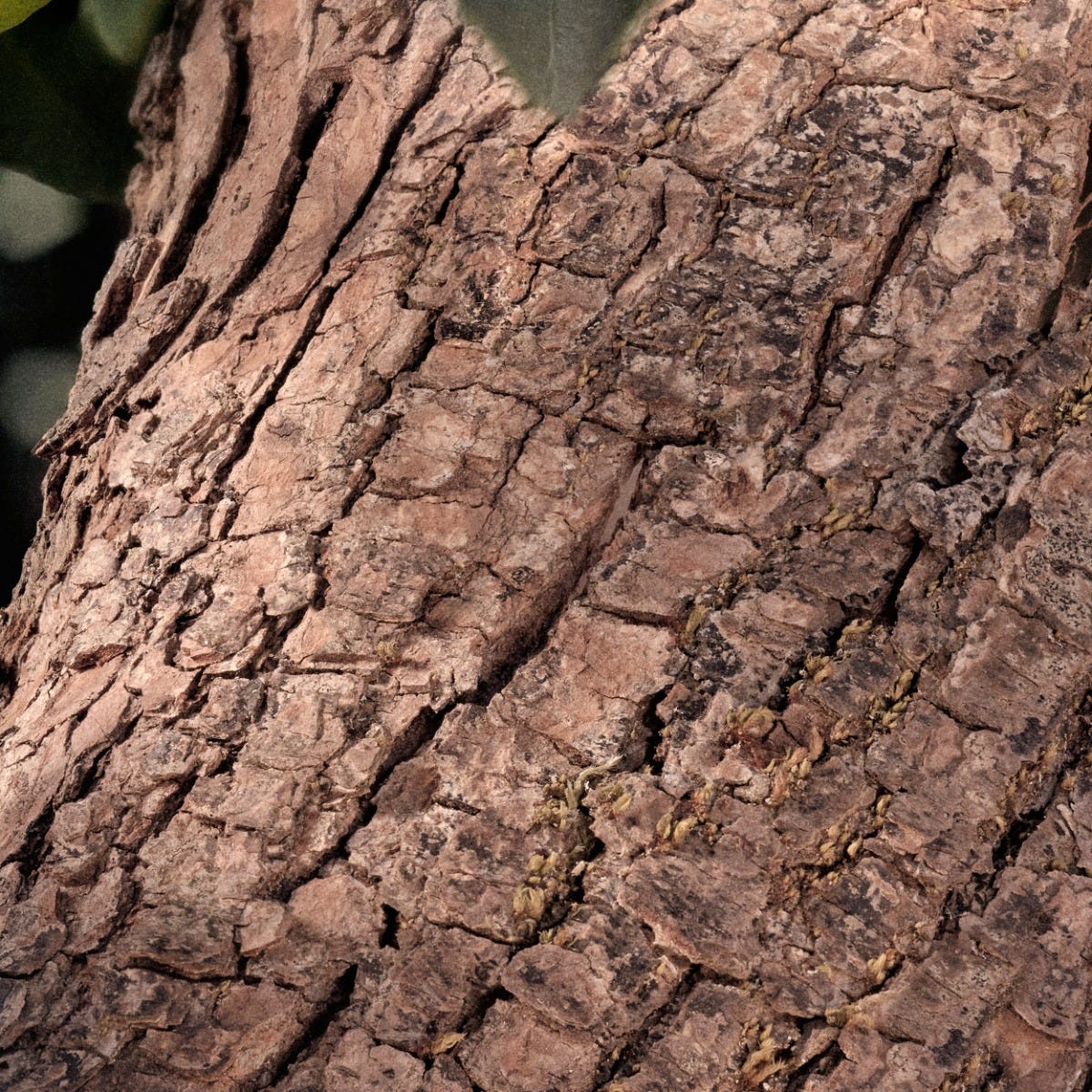 Chloè Rose Naturelle Intense