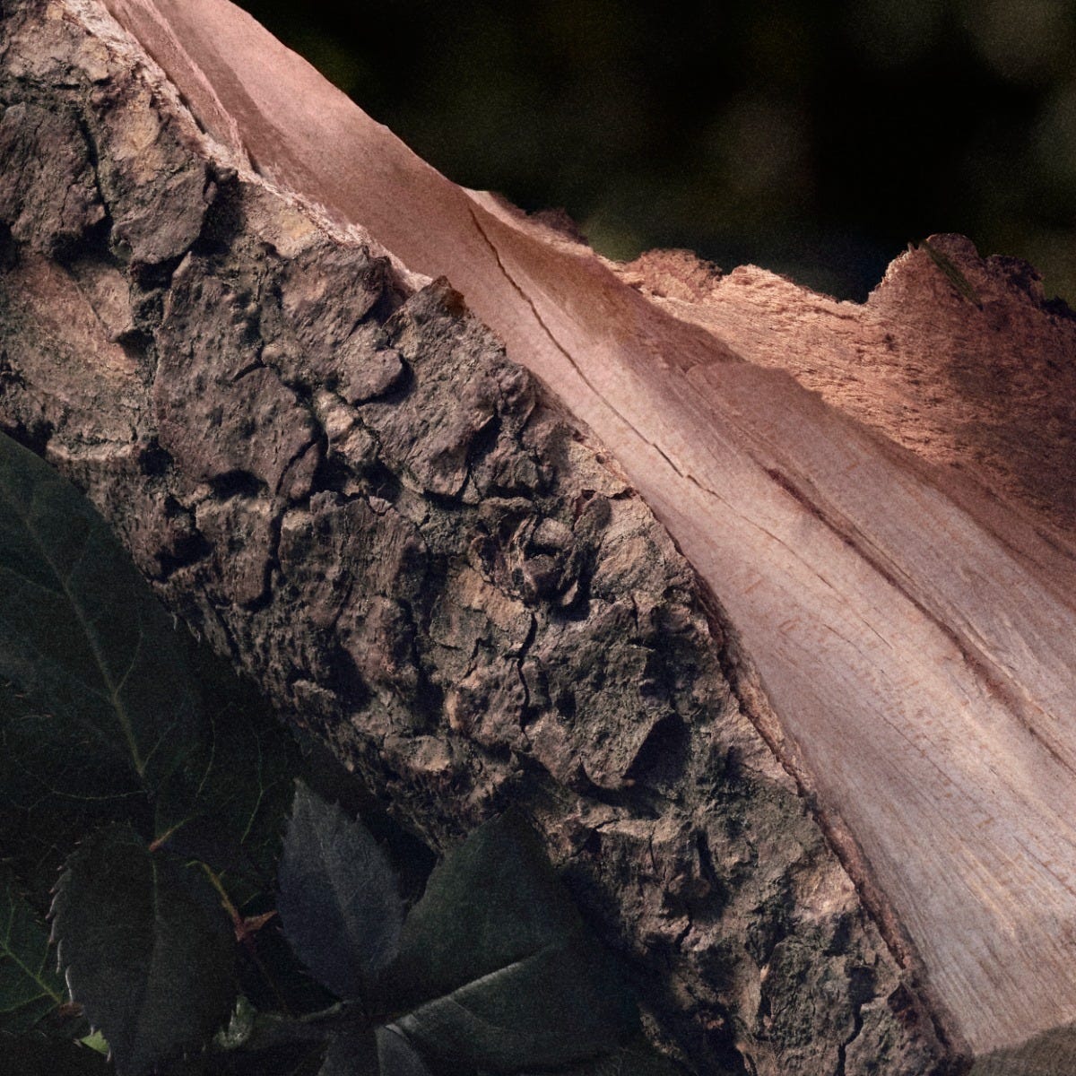 Chloé Rose Naturelle 150 ml Refill