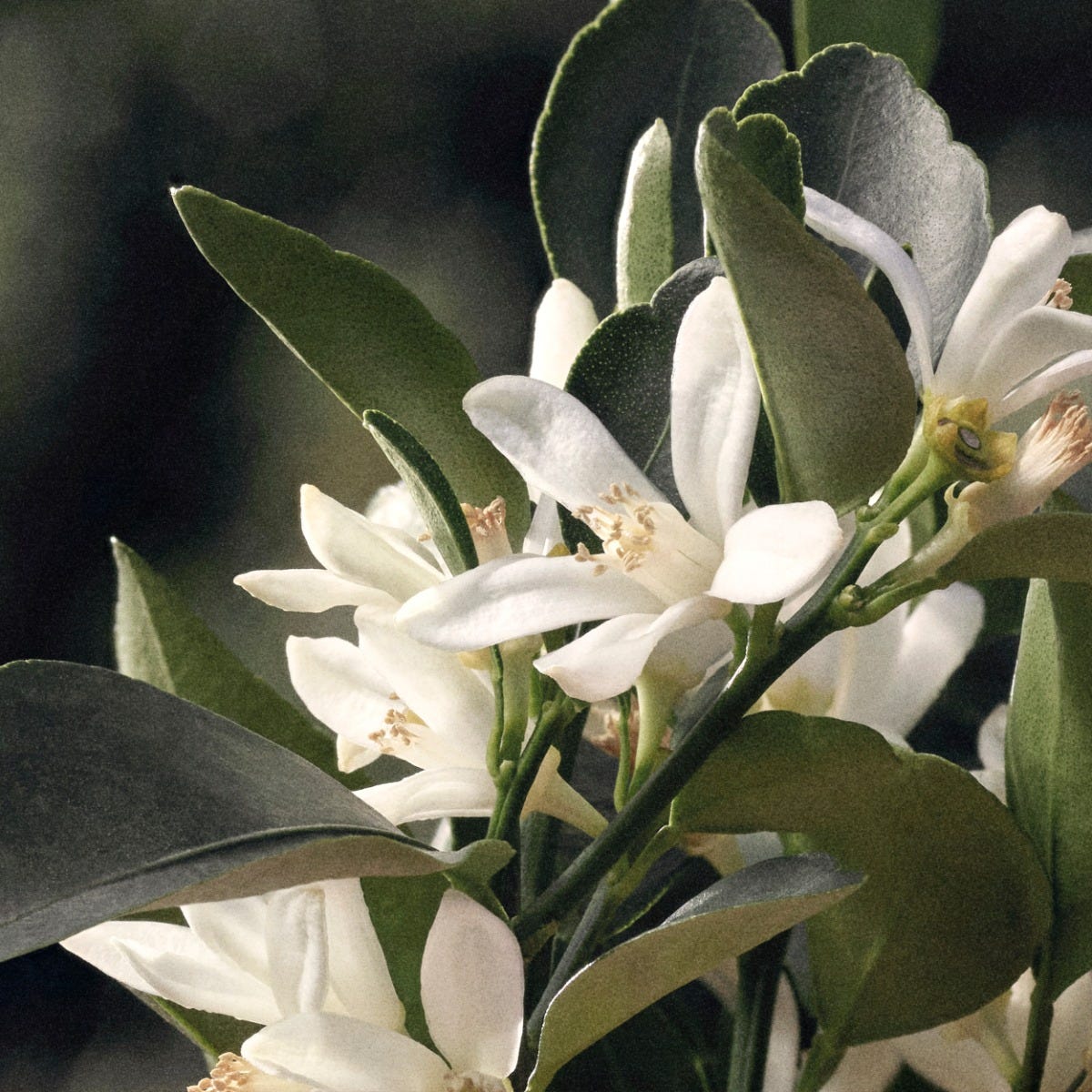 Chloé Rose Naturelle 150 ml Refill