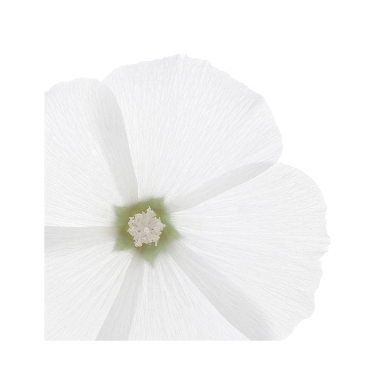 Phyto Delicato Balsamo 175ml-3