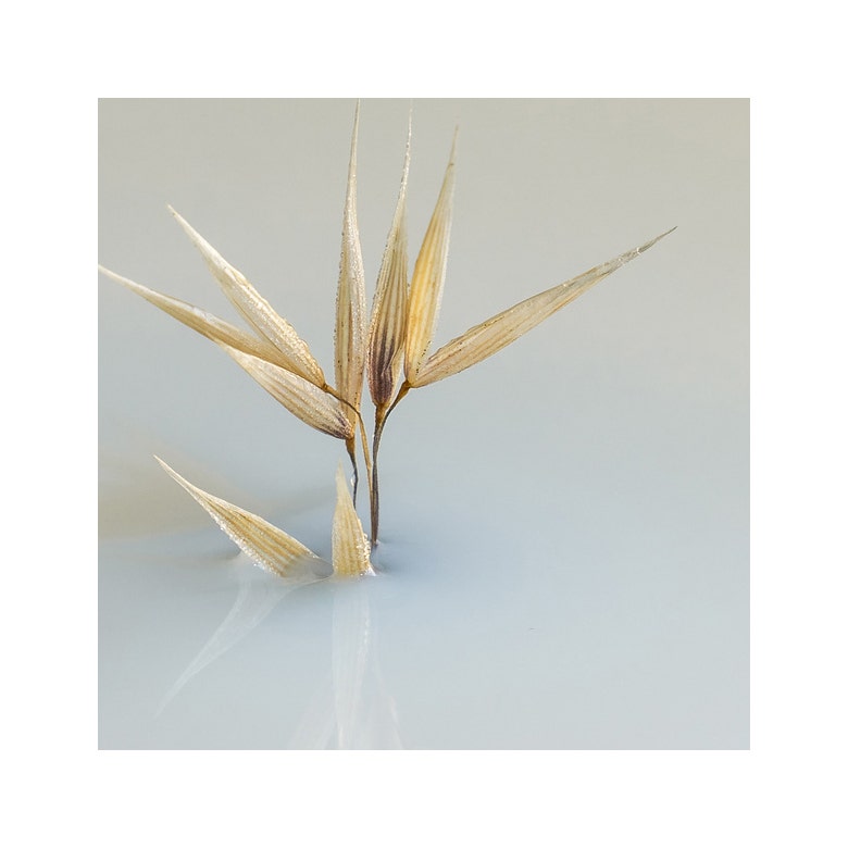 Phyto Delicato Latte Districante Express 150ml-2