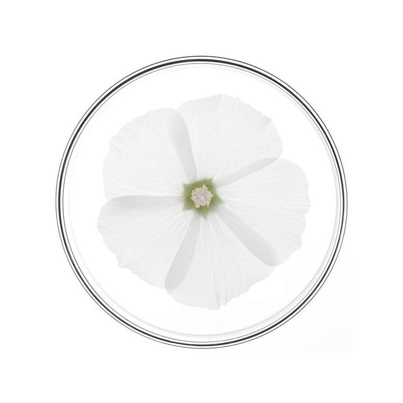 Phyto Phytonutrimento Shampoo Nutriente ed Idratante 250ml-3