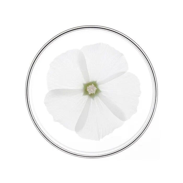 Phyto Phytonutrimento Shampoo Nutriente ed Idratante 250ml-6