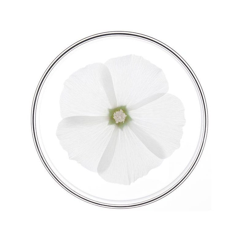 Phyto Phytonutrimento Balsamo Districante e Nutriente 175ml-2