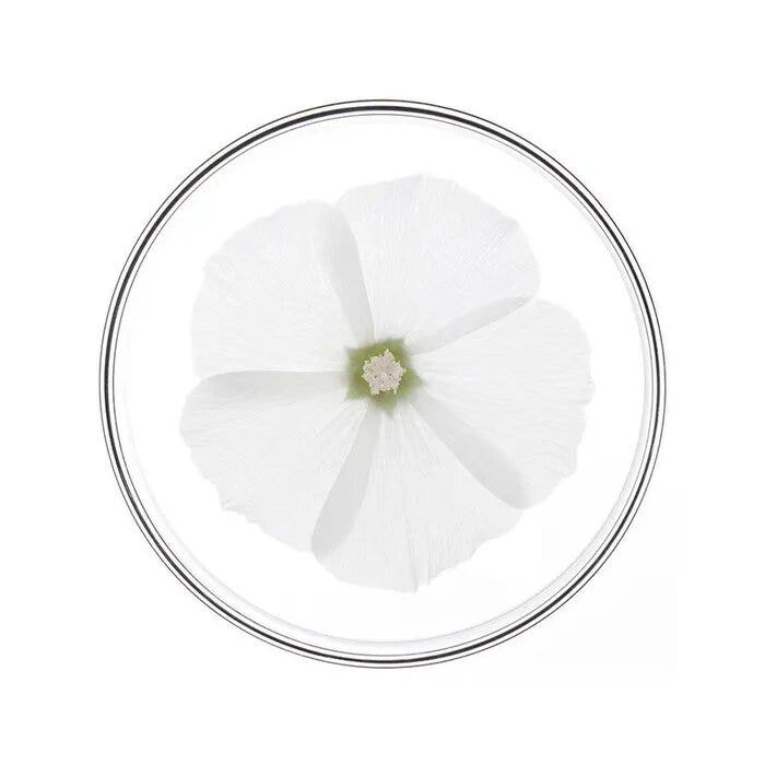 Phyto Phytoriparazione Balsamo Districante alla Cheratina Botanica 175ml-5