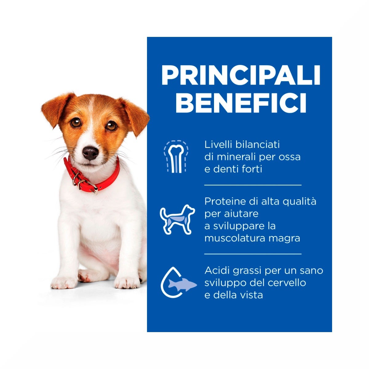 Hill's Science Plan Small & Mini Adult Crocchette con Agnello e Riso per Cani Sacco 6 Kg-12