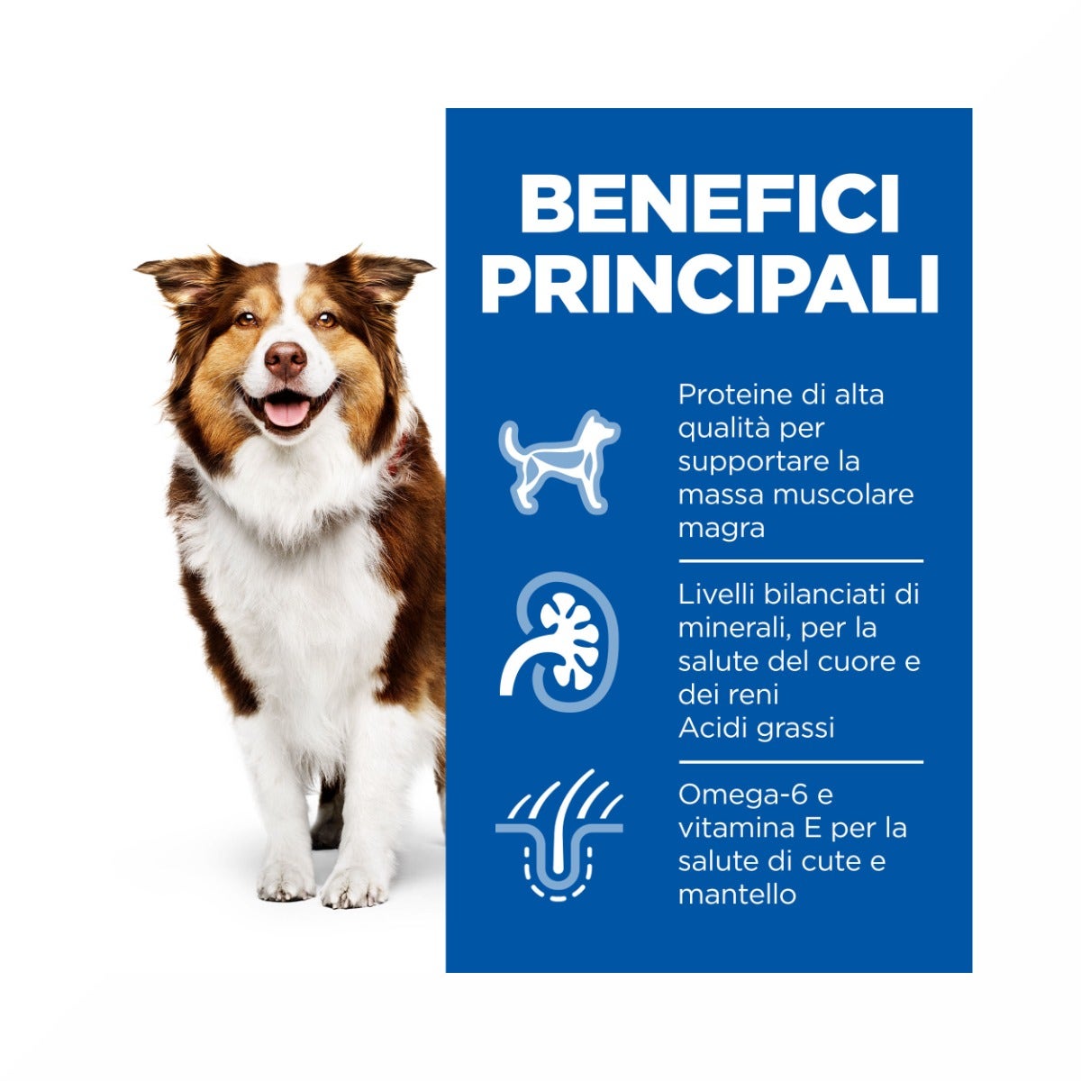 Hill's Science Plan Mature Adult 7+ Crocchette con Pollo per Cani Taglia Media Sacco 14 Kg-5