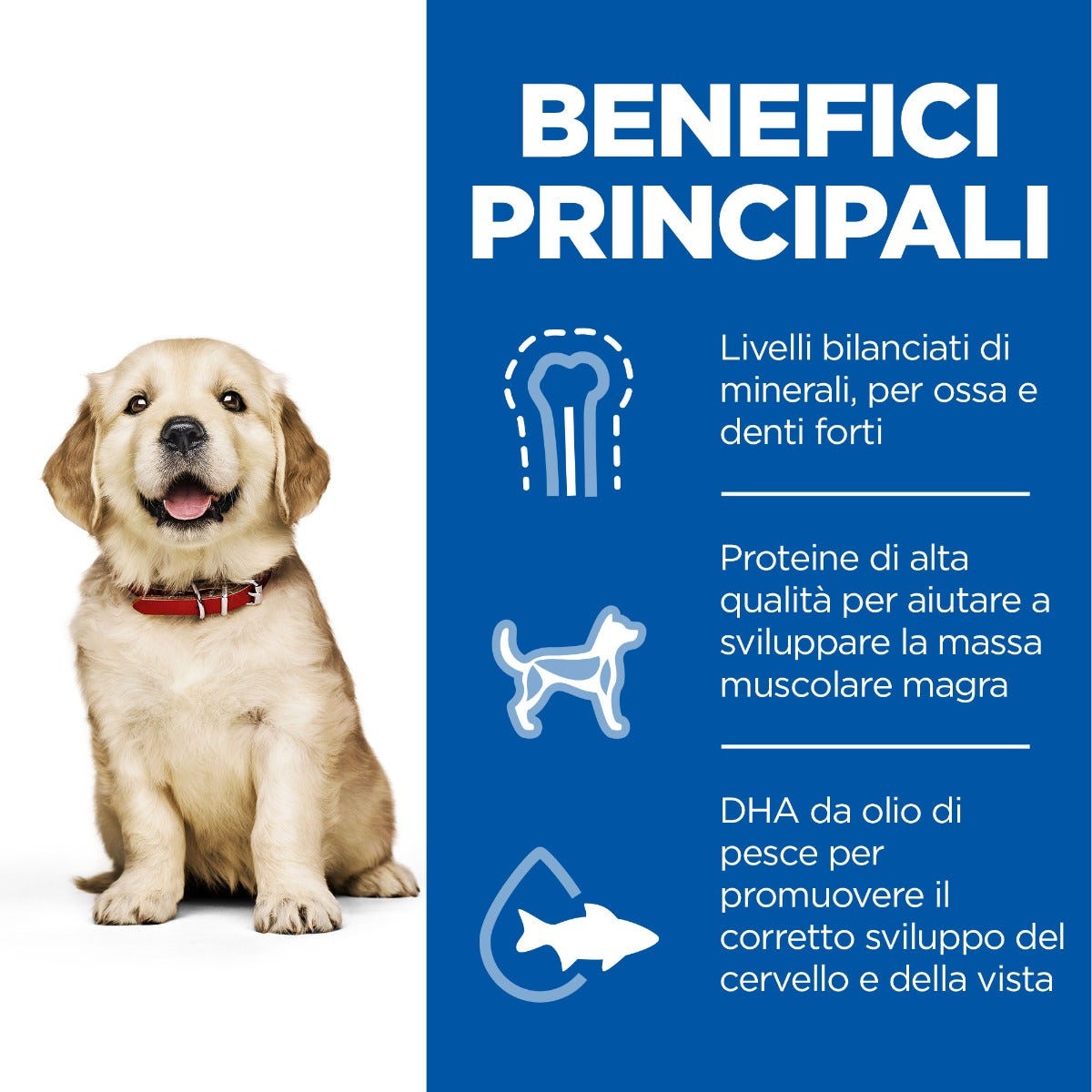 Hill's Science Plan Large Breed Puppy Crocchette Con Pollo Per Cuccioli Sacco 14,5Kg-3