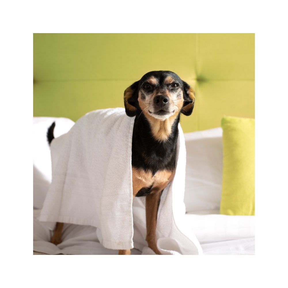 Italian Pet Shampoo Concentrato Naturale Per Animali Domestici Ph Neutro 500ml-5