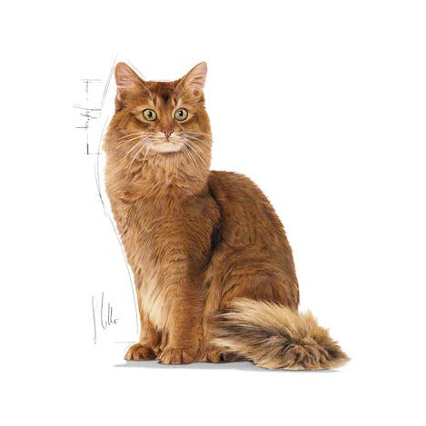 Royal Canin Umido Gatto Light Weight Umido Bustina 85g-3