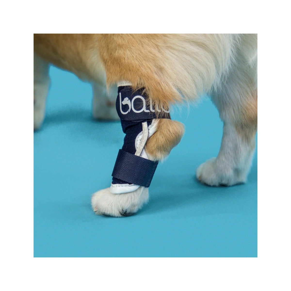 Balto BT Hock Tutore Per Garretto Taglia L-3