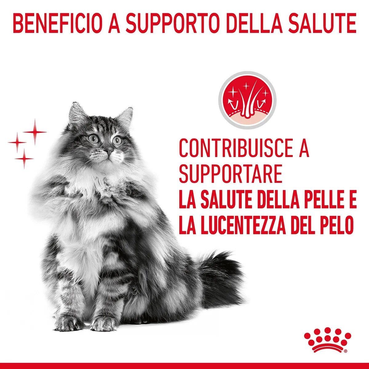 Royal Canin Hair & Skin in Salsa Alimento Umido Per Gatti Adulti Bustina 85g-10