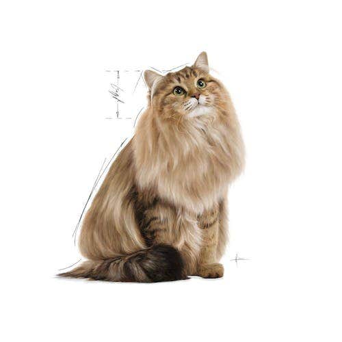 Royal Canin Hair & Skin in Salsa Alimento Umido Per Gatti Adulti Bustina 85g-3