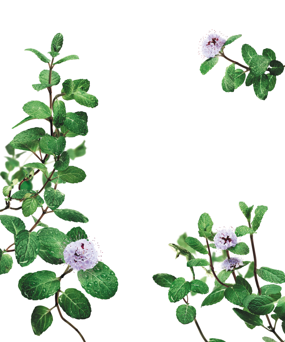 Klorane Shampoo Detox  Menta Acquatica Bio Detox Anti-Inquinamento 200ml-4